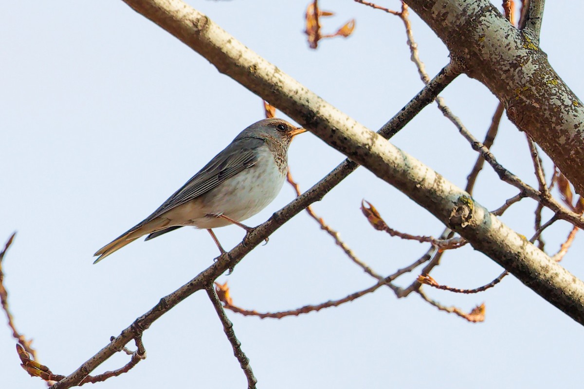 Black-throated Thrush - ML635945698