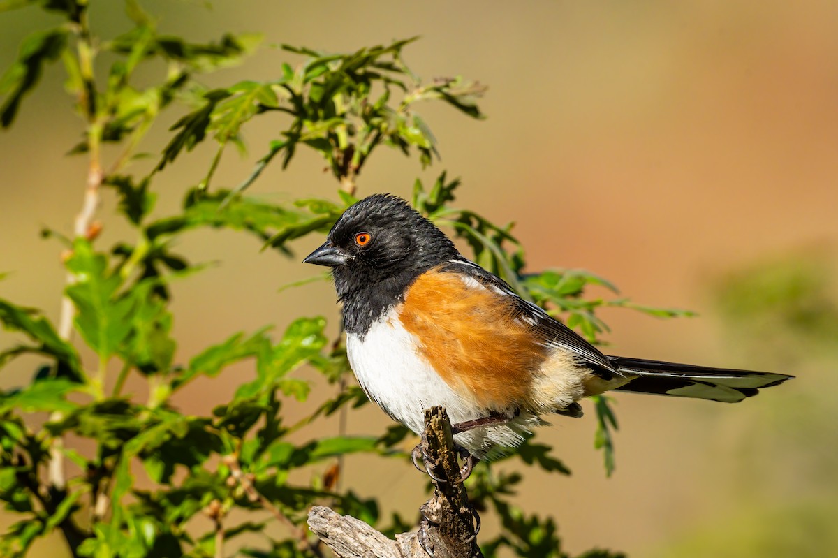 Spotted Towhee - ML635945724