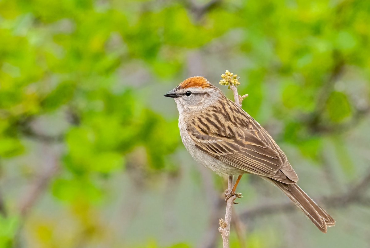 Chipping Sparrow - ML635945759