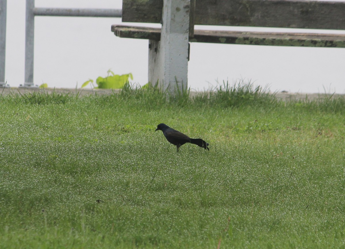 Common Grackle - ML635945777