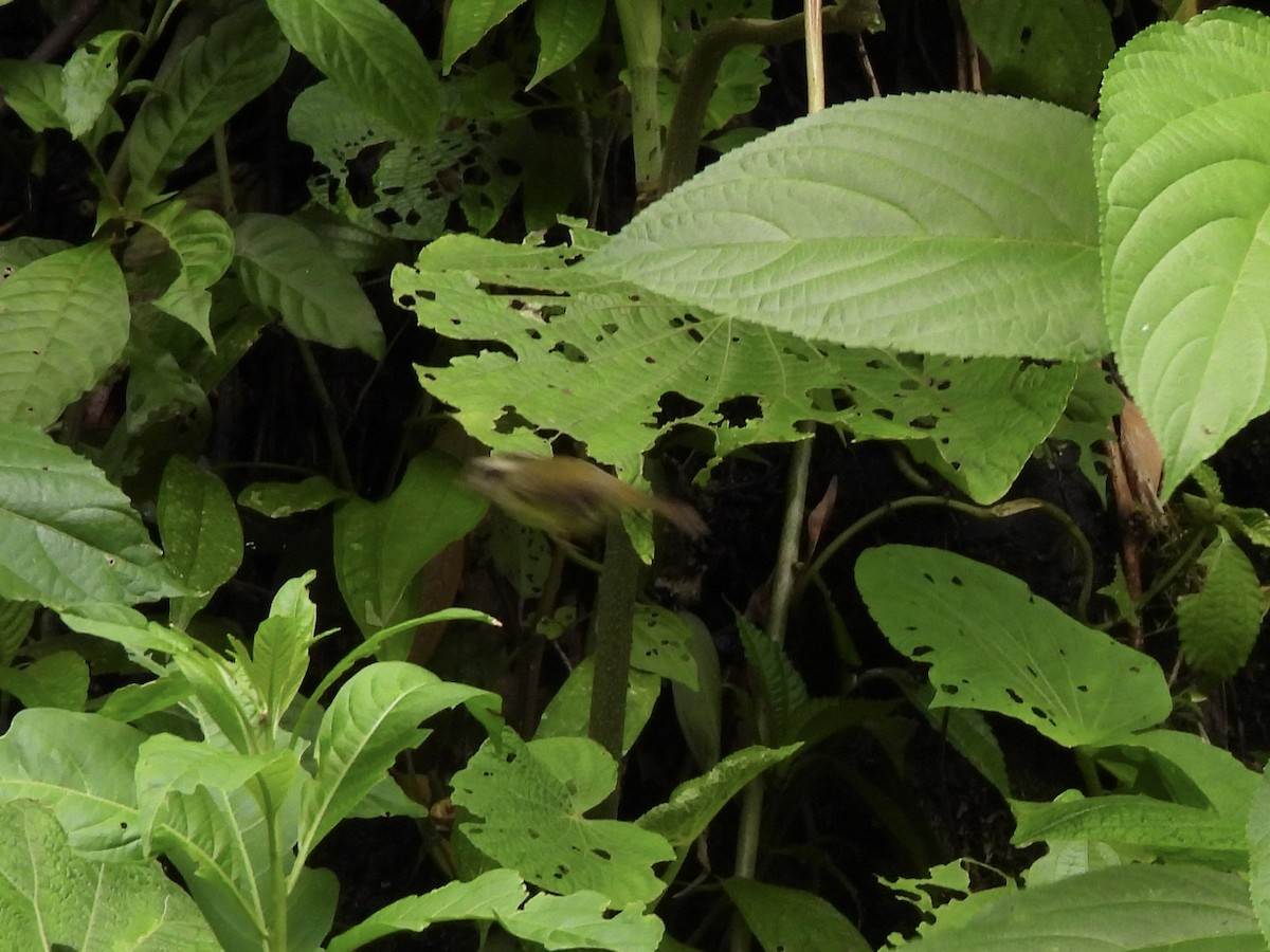 Costa Rican Warbler - ML635945896