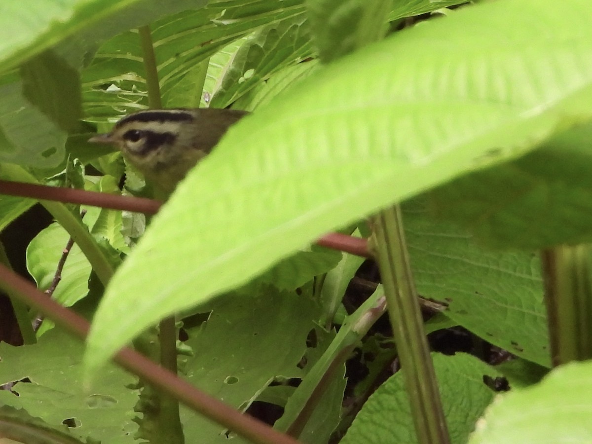 Costa Rican Warbler - ML635945897