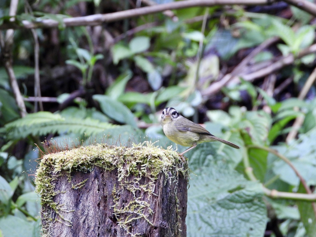 Costa Rican Warbler - ML635945900