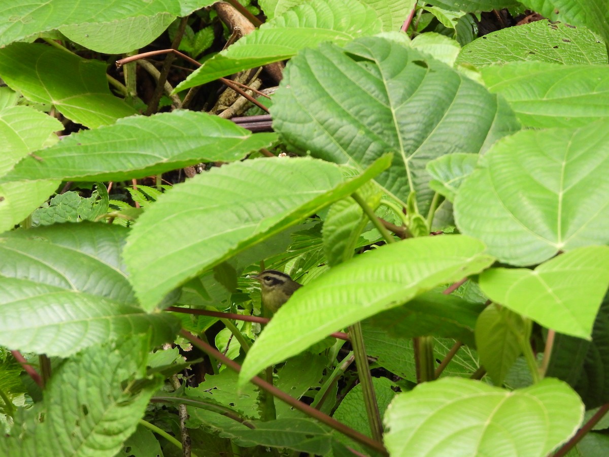 Costa Rican Warbler - ML635945903