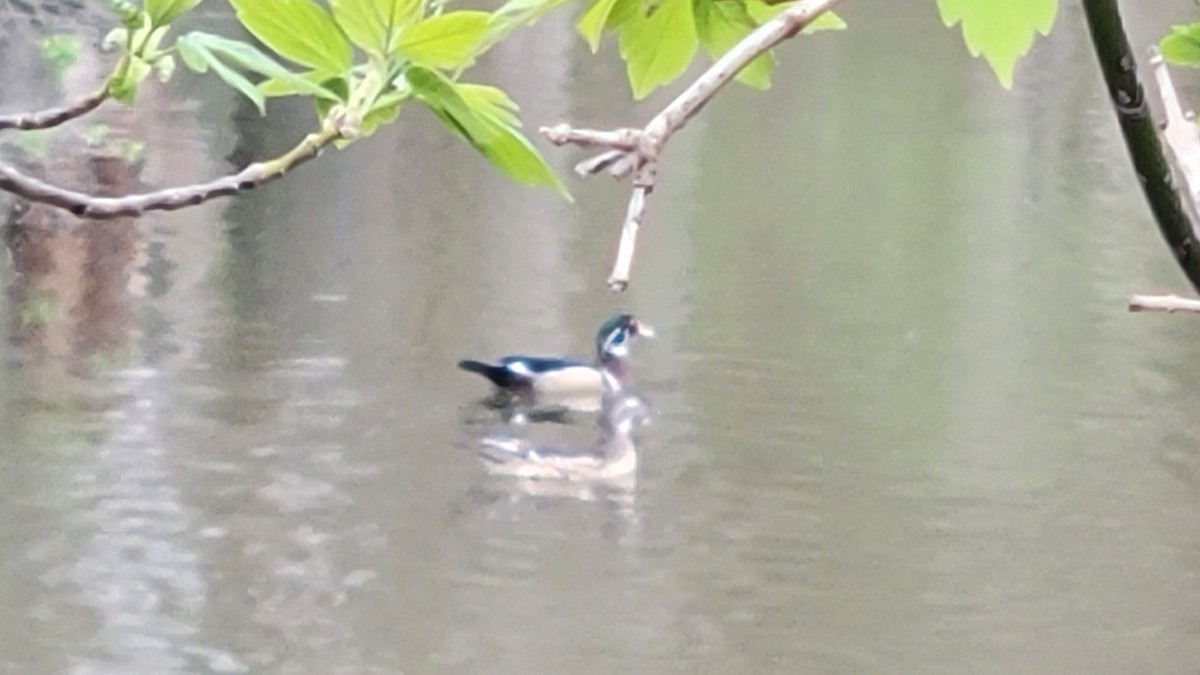 Wood Duck - ML635945908