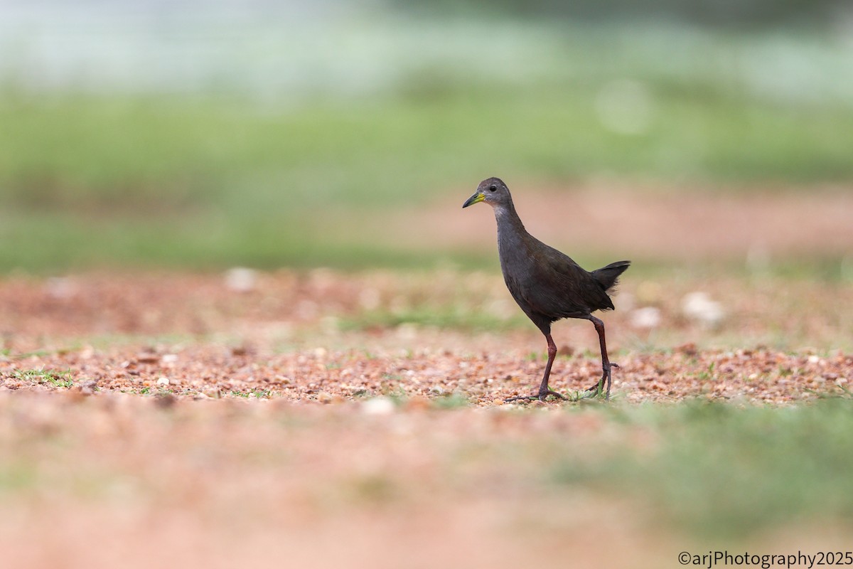 Brown Crake - ML635945956