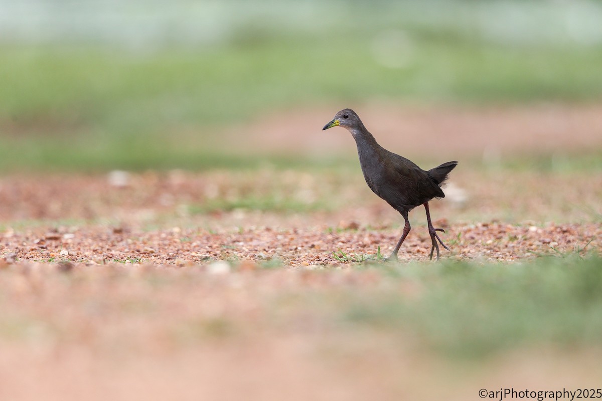 Brown Crake - ML635945957