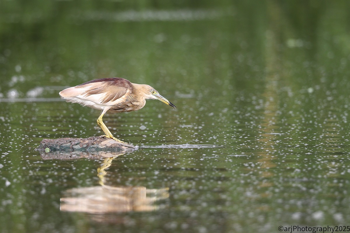Indian Pond-Heron - ML635946014