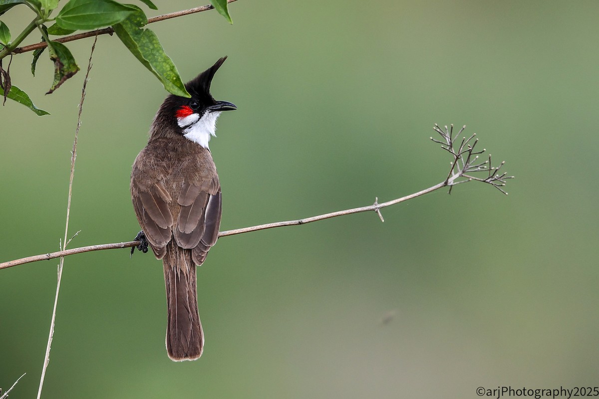 Red-whiskered Bulbul - ML635946068