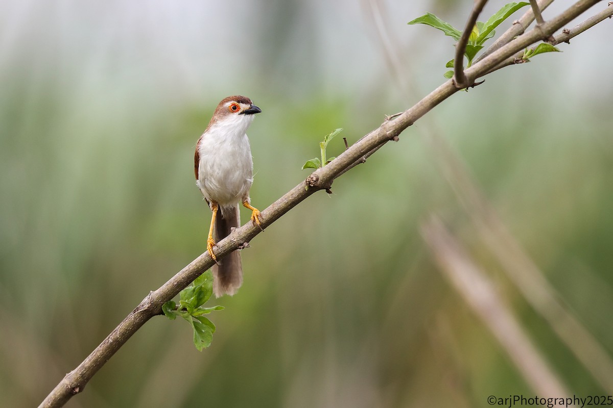 Yellow-eyed Babbler - ML635946078