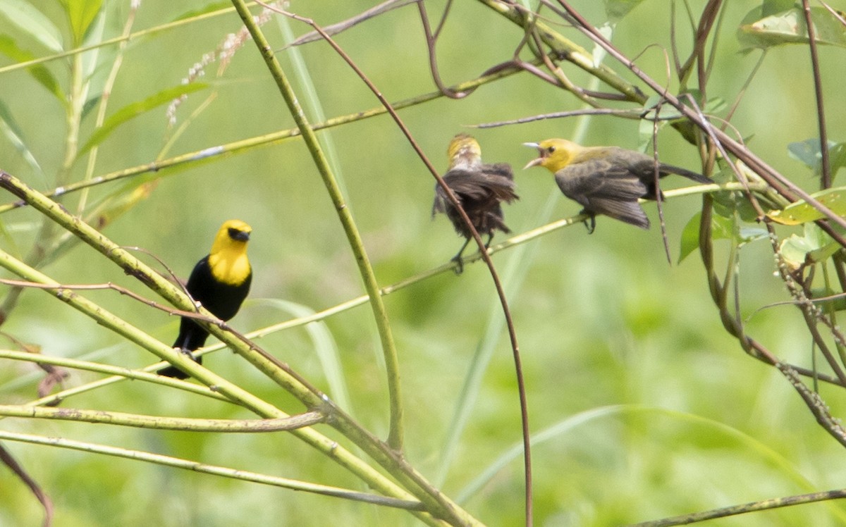 Yellow-hooded Blackbird - ML635946141