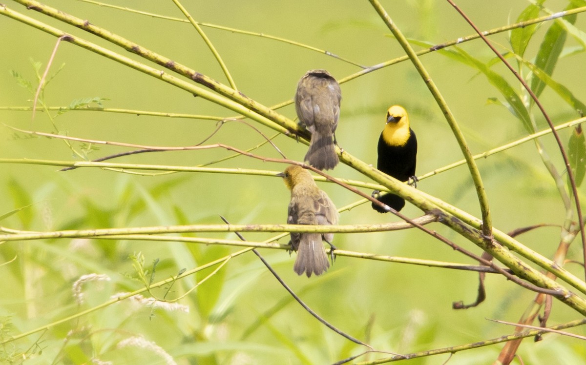 Yellow-hooded Blackbird - ML635946142