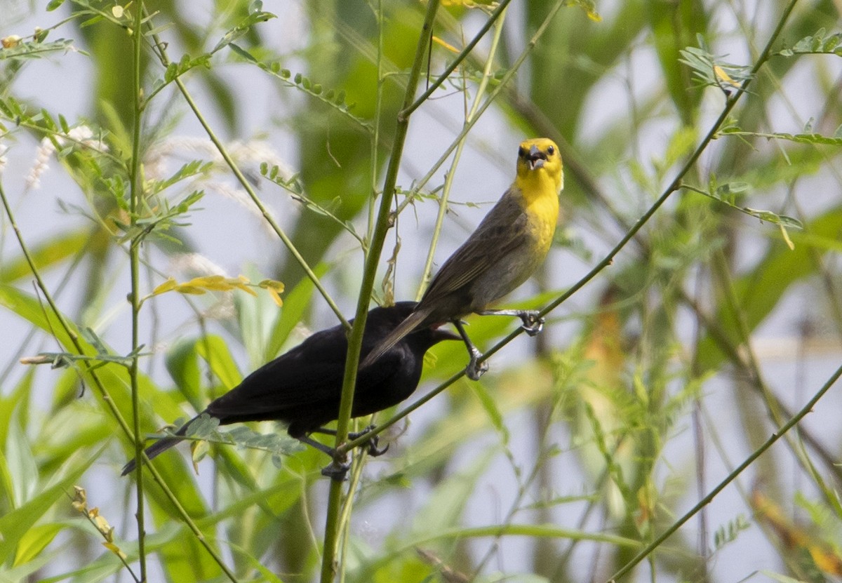 Yellow-hooded Blackbird - ML635946143