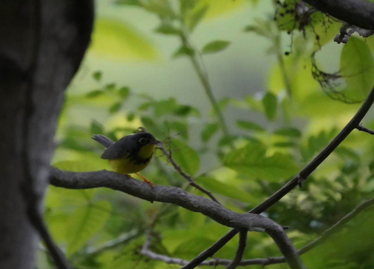 Canada Warbler - ML635946177