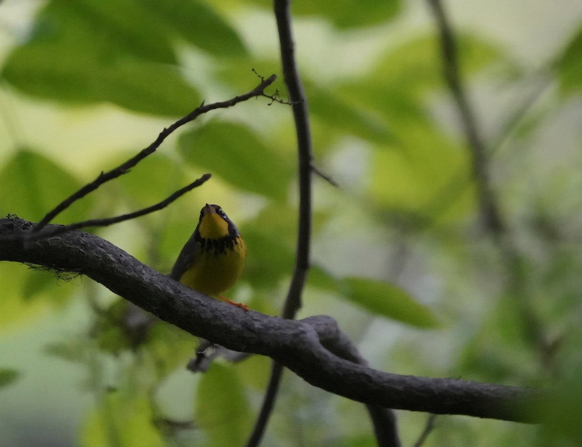 Canada Warbler - ML635946178