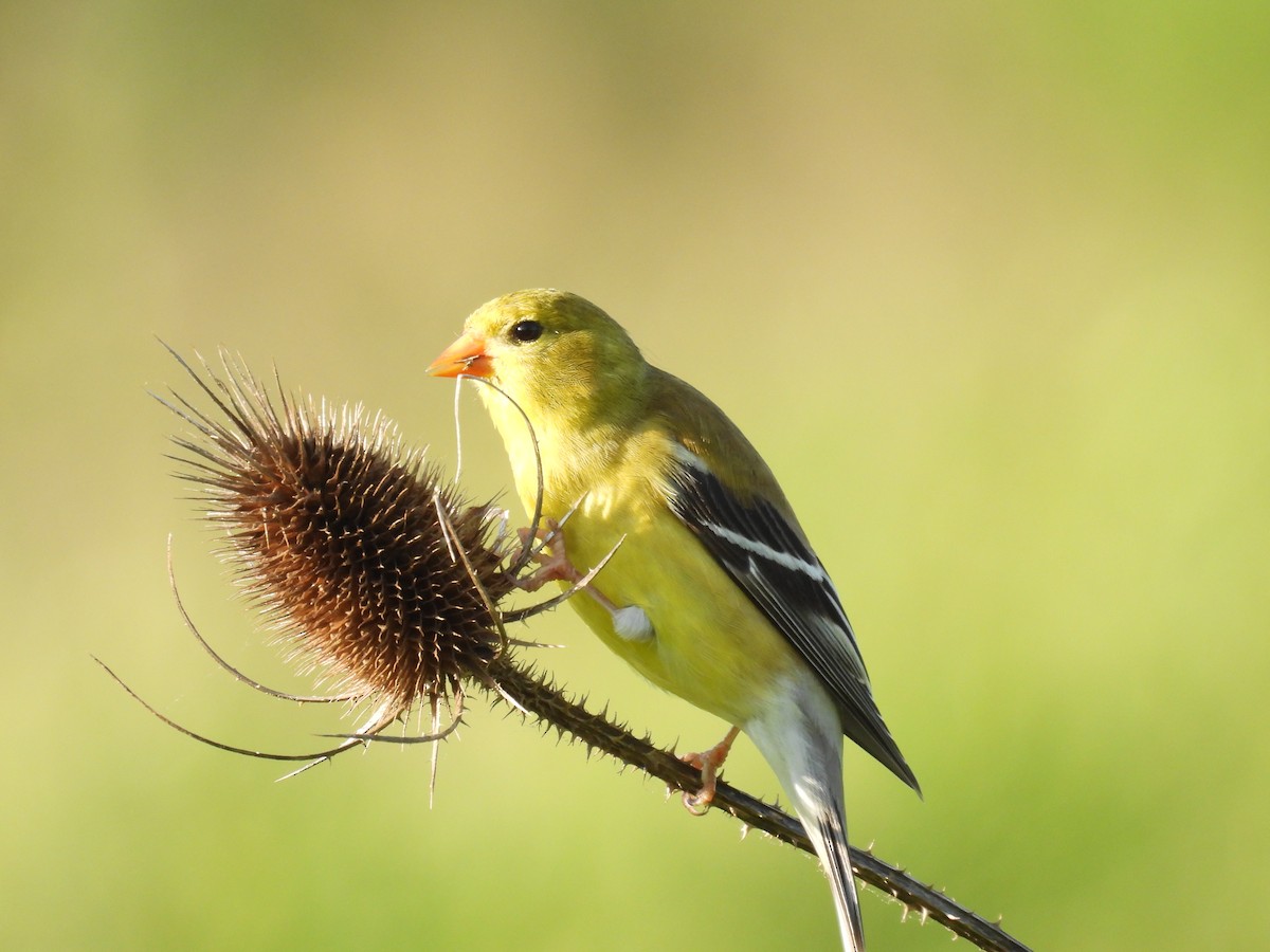 American Goldfinch - ML635946194