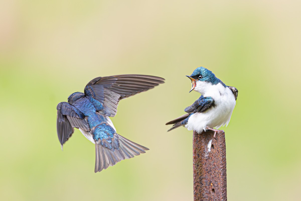 Tree Swallow - ML635946219
