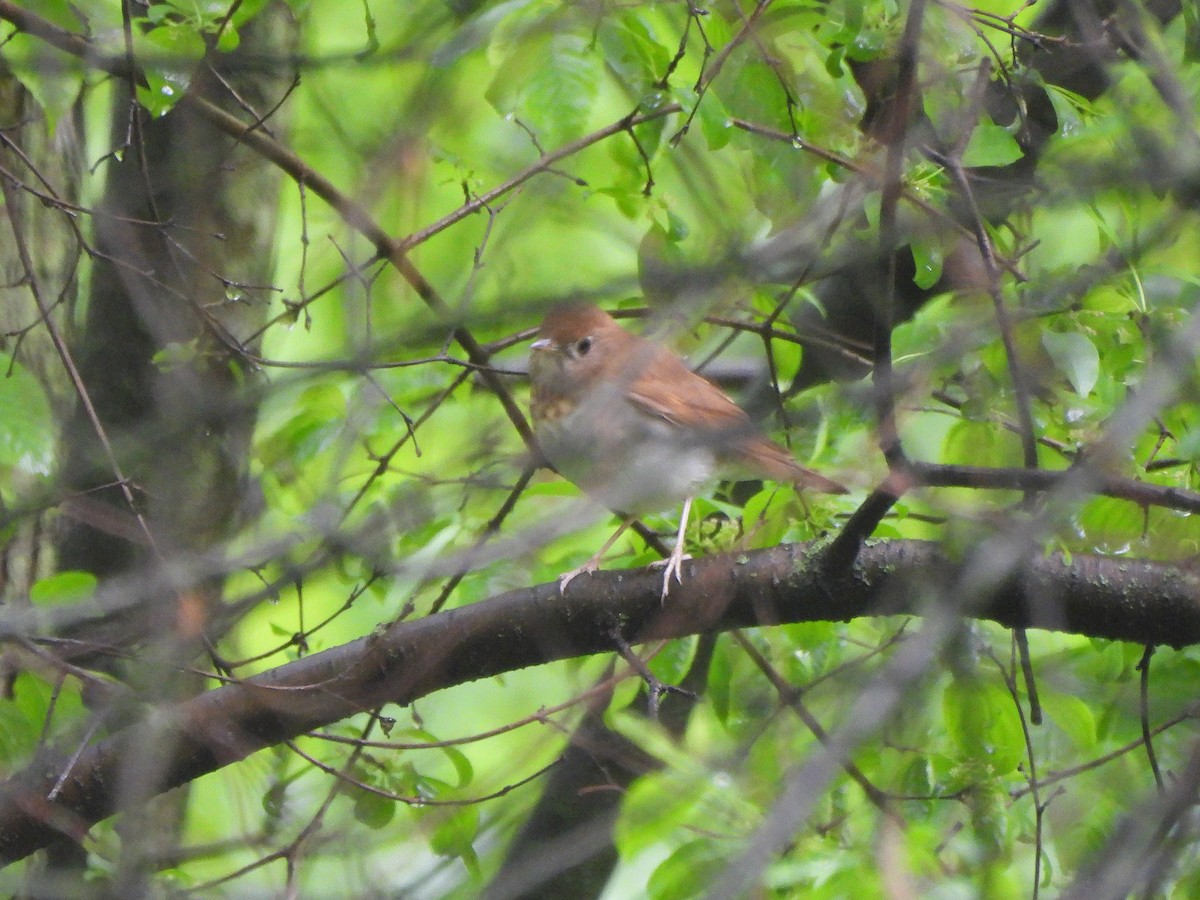 Veery - ML635946254
