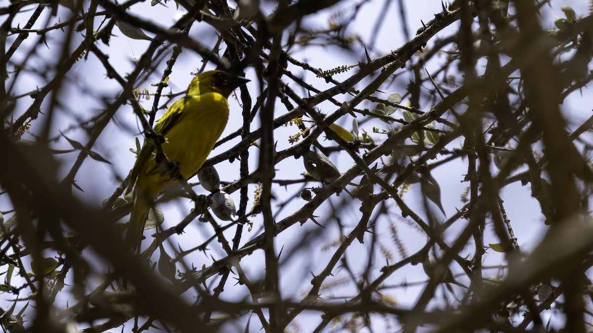Rüppell's Weaver - ML635946355