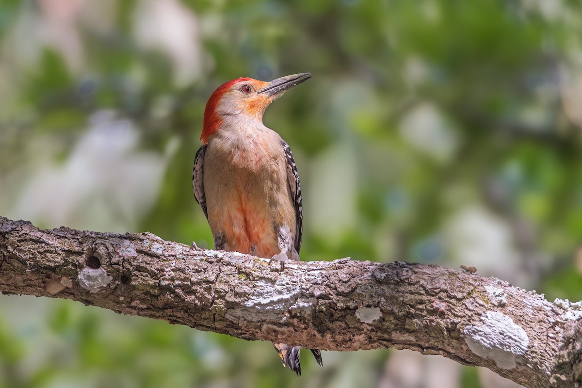 Red-bellied Woodpecker - ML635946365