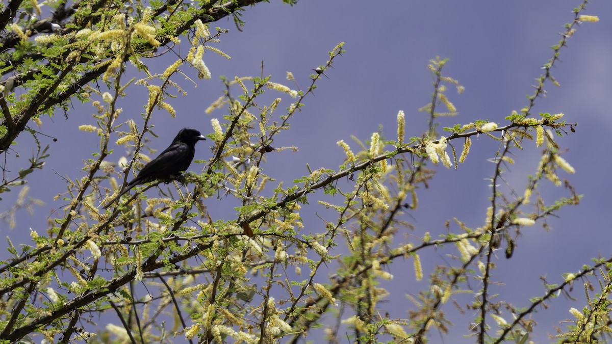 Fork-tailed Drongo (Glossy-backed) - ML635946366