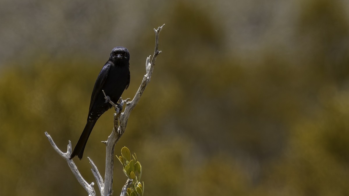 Fork-tailed Drongo (Glossy-backed) - ML635946406