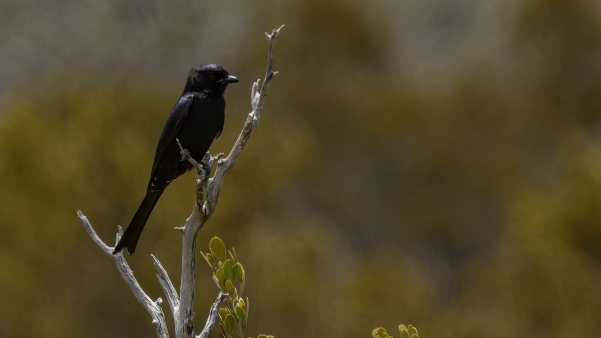 Fork-tailed Drongo (Glossy-backed) - ML635946408