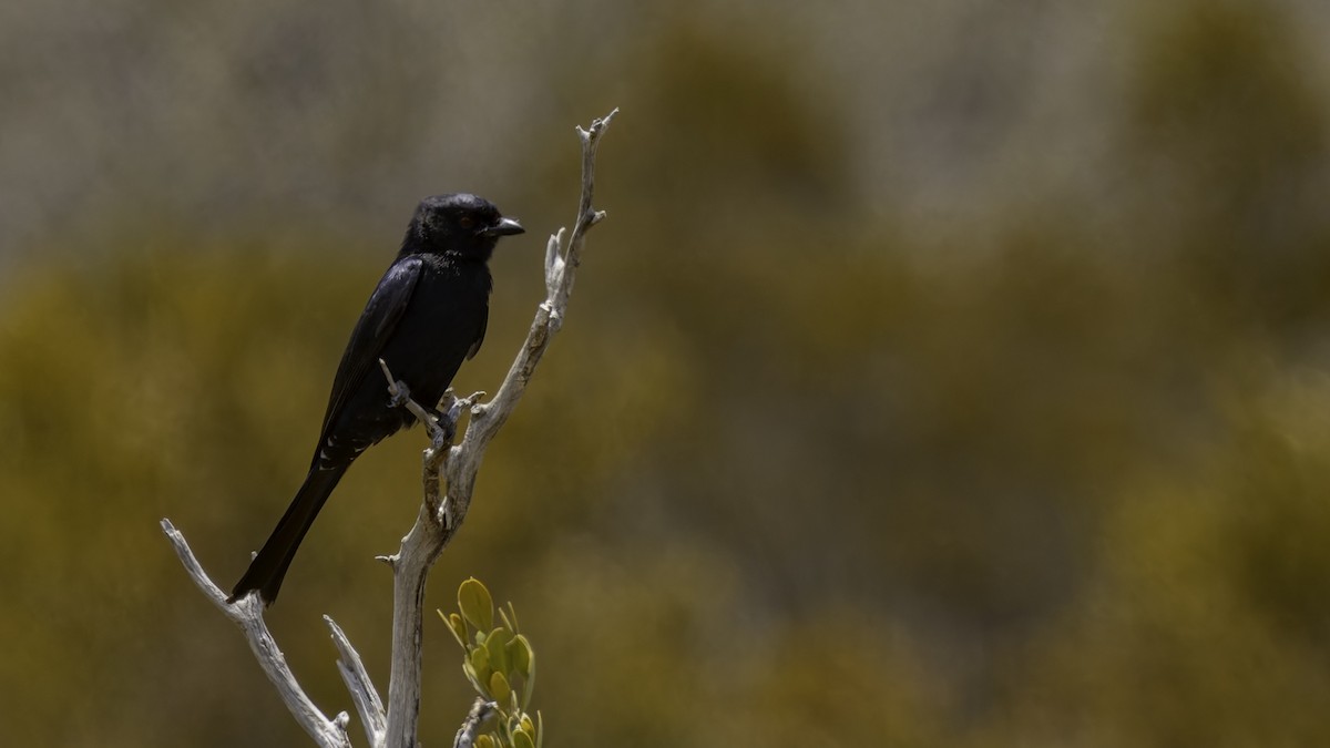 Fork-tailed Drongo (Glossy-backed) - ML635946409