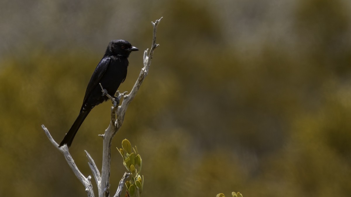 Fork-tailed Drongo (Glossy-backed) - ML635946411