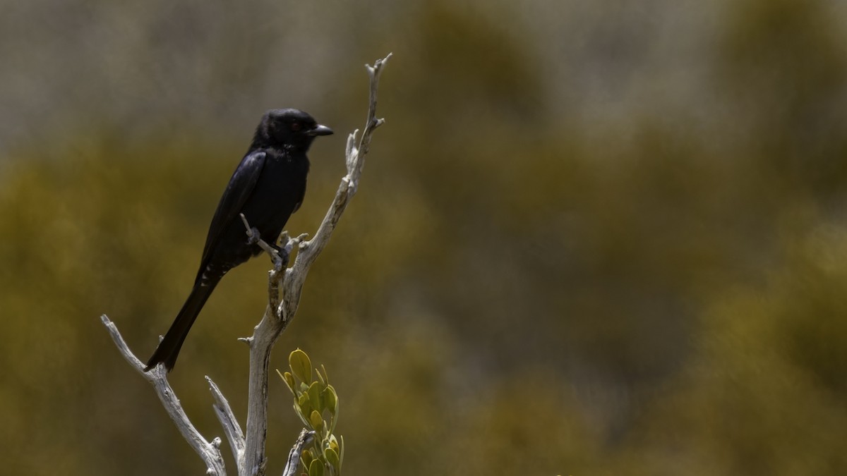 Fork-tailed Drongo (Glossy-backed) - ML635946412