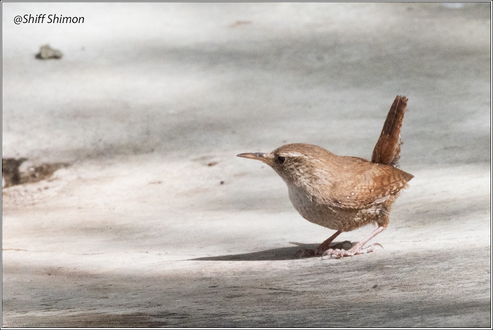 Eurasian Wren - ML635946492