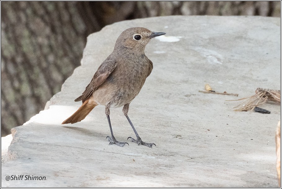 Common Redstart - ML635946511