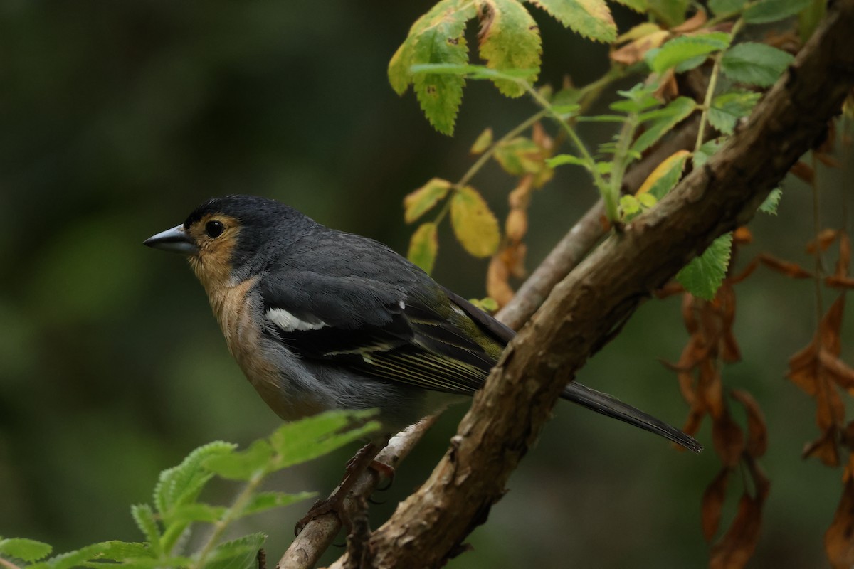 Canary Islands Chaffinch (Canary Is.) - ML635946551