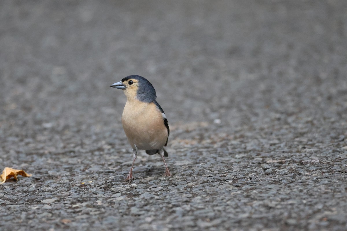 Canary Islands Chaffinch (Canary Is.) - ML635946558