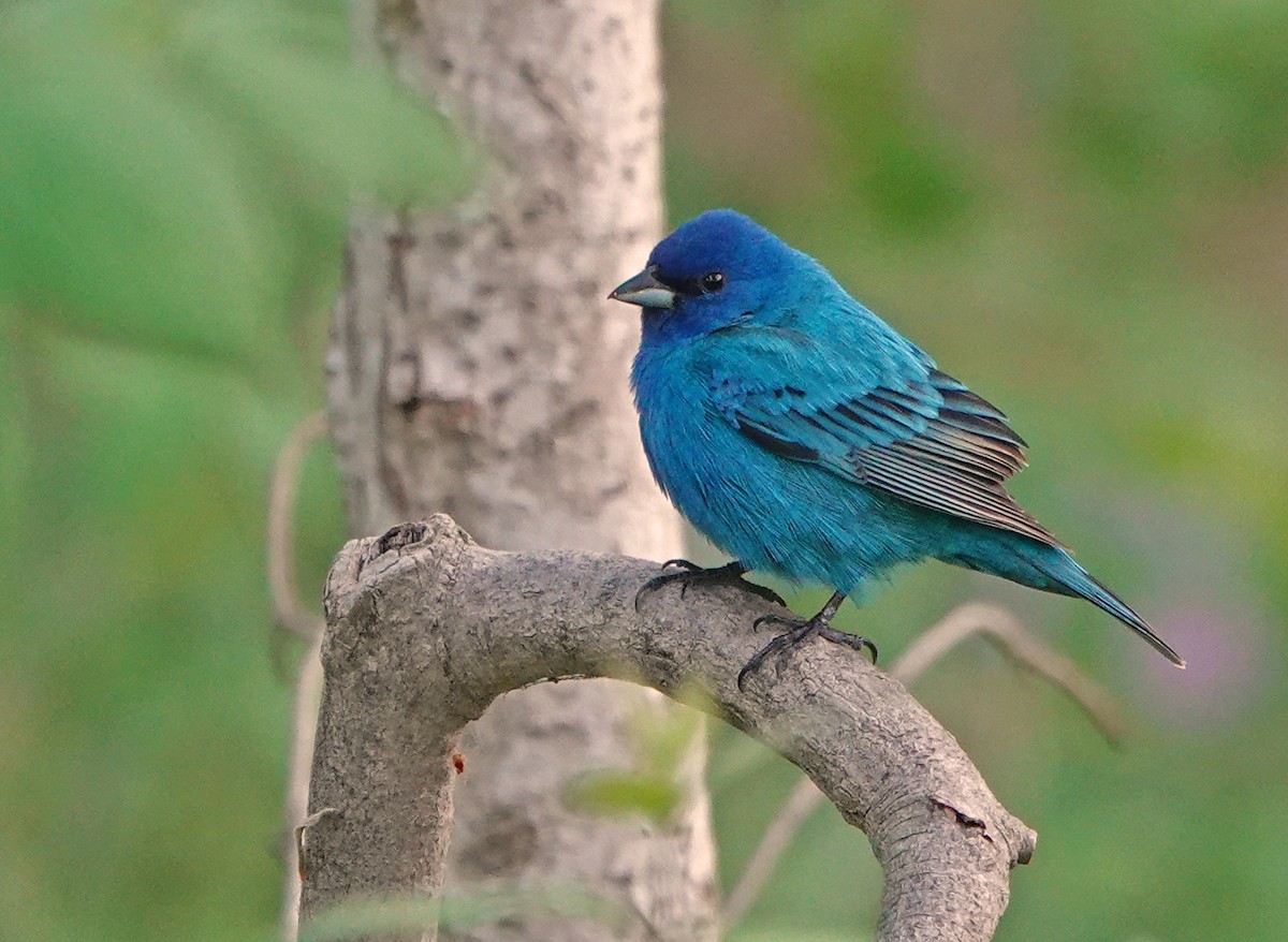 Indigo Bunting - ML635946624