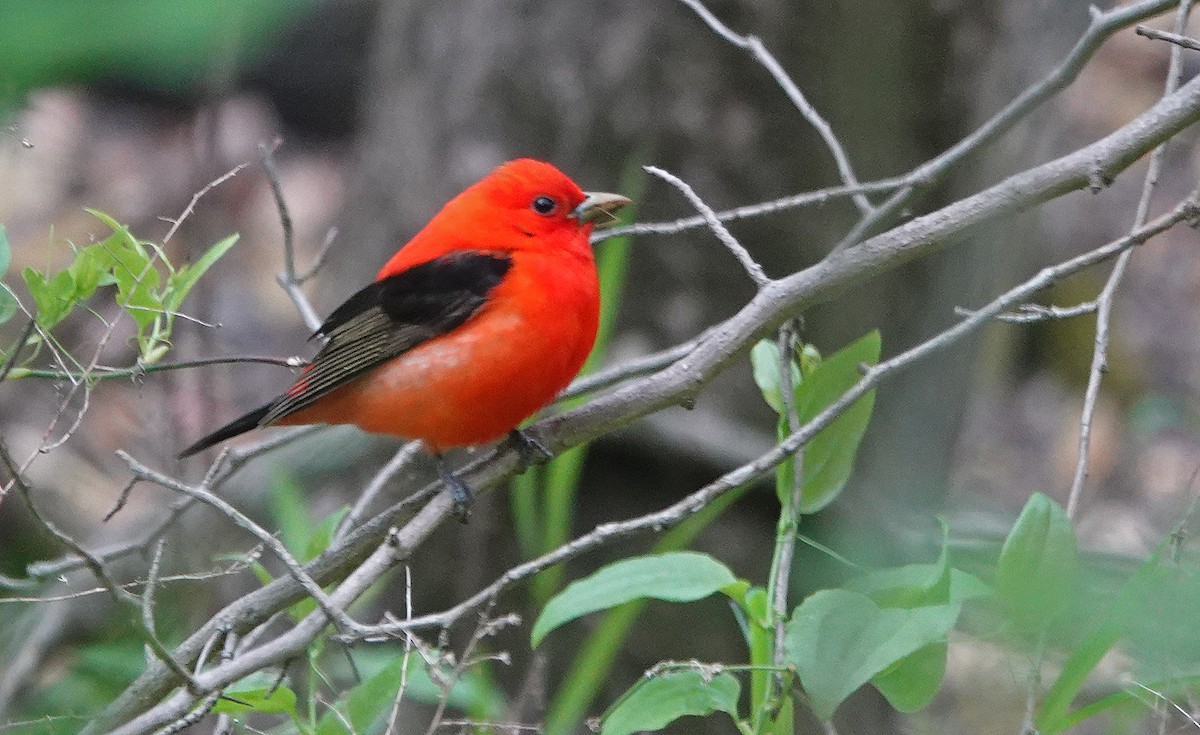 Scarlet Tanager - ML635946661