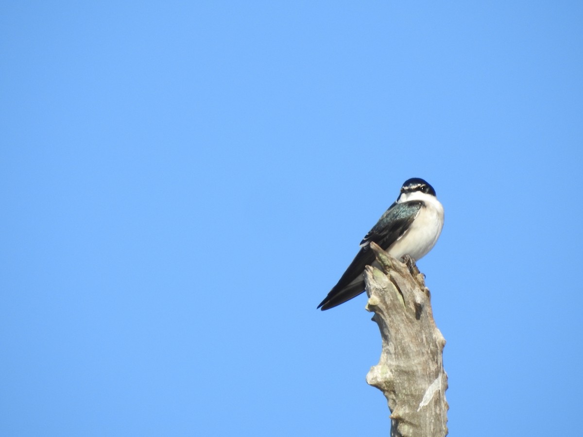 White-rumped Swallow - ML635946689