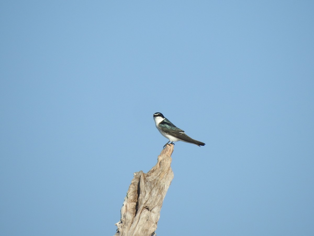 White-rumped Swallow - ML635946690