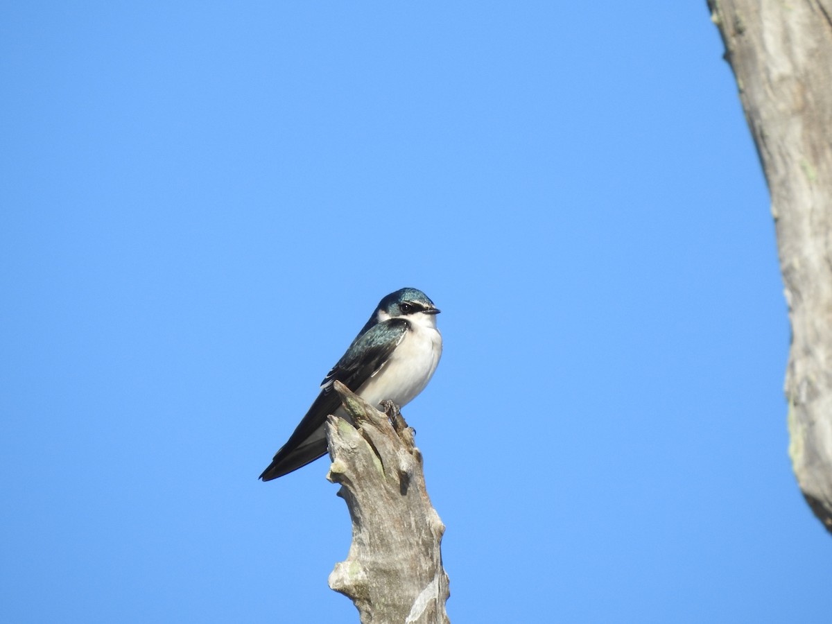 White-rumped Swallow - ML635946691