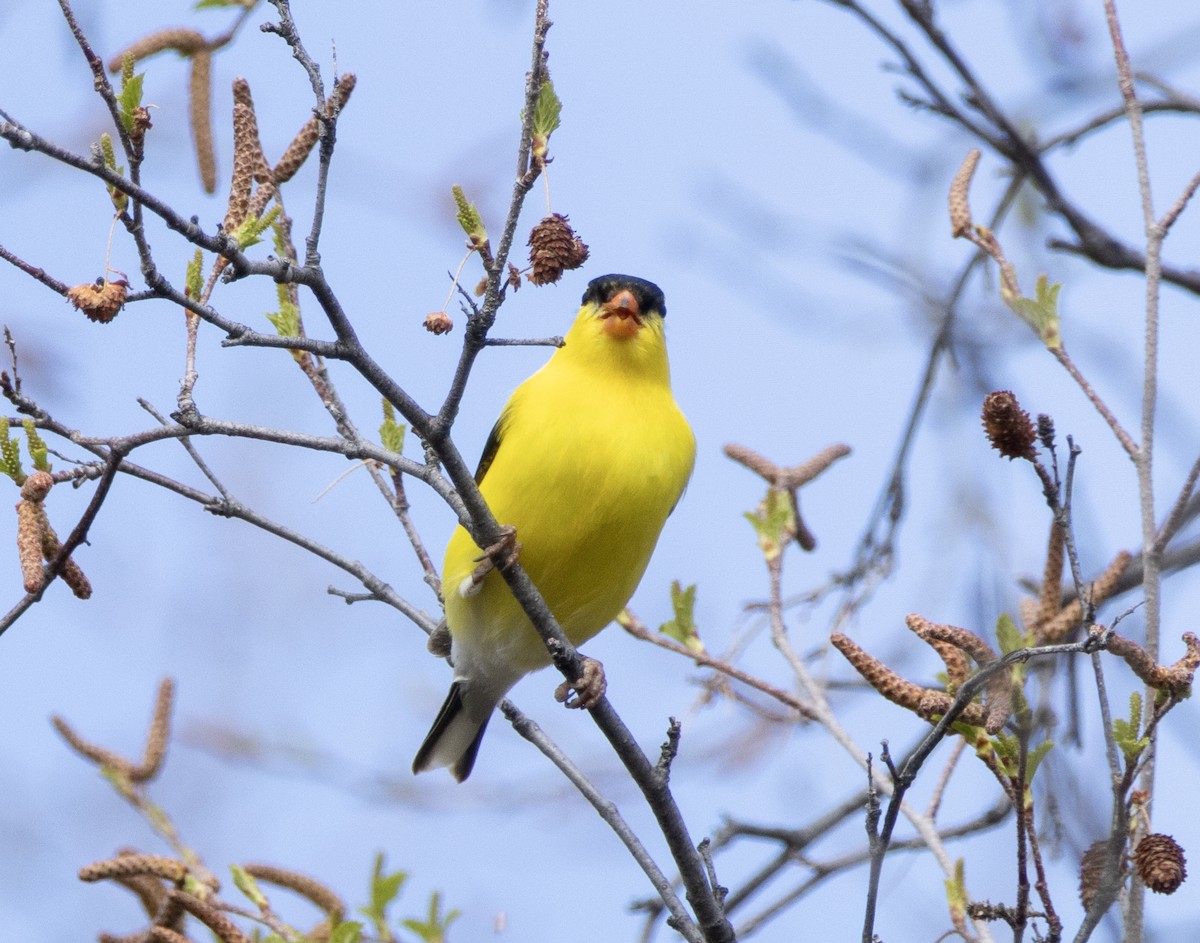American Goldfinch - ML635946929