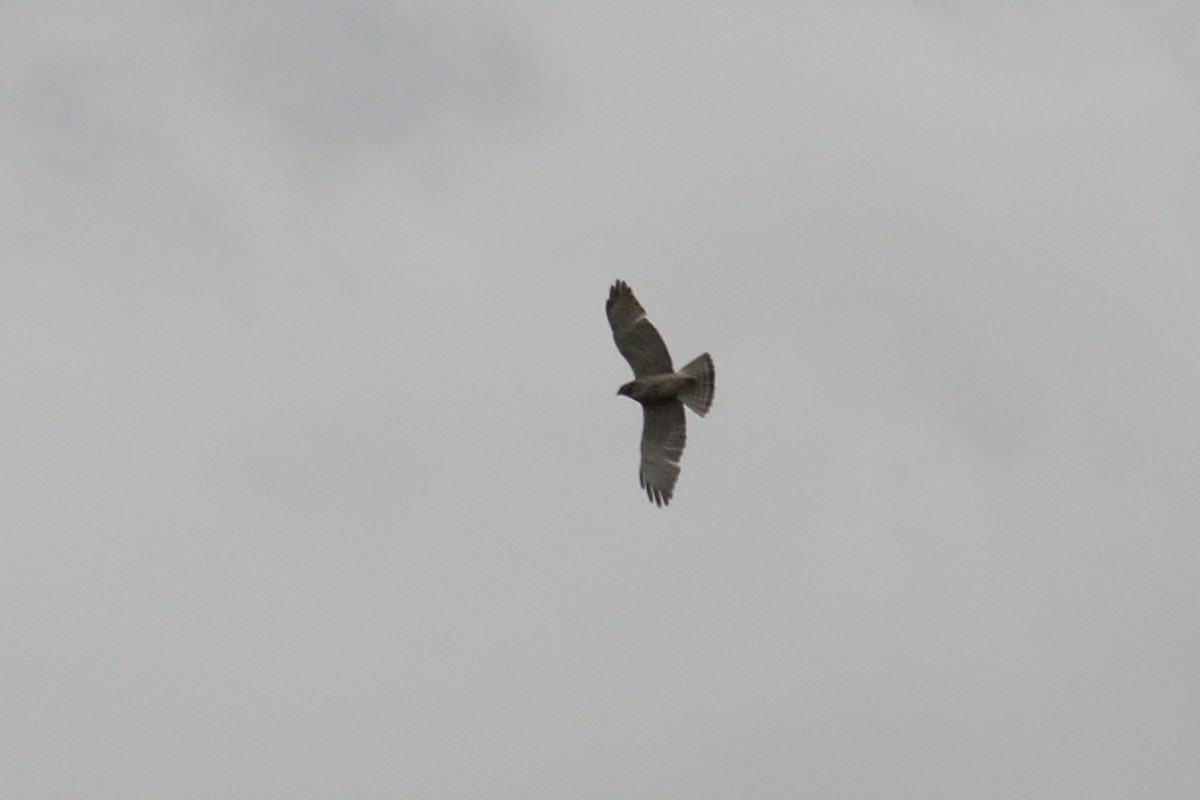 Broad-winged Hawk - ML635946940