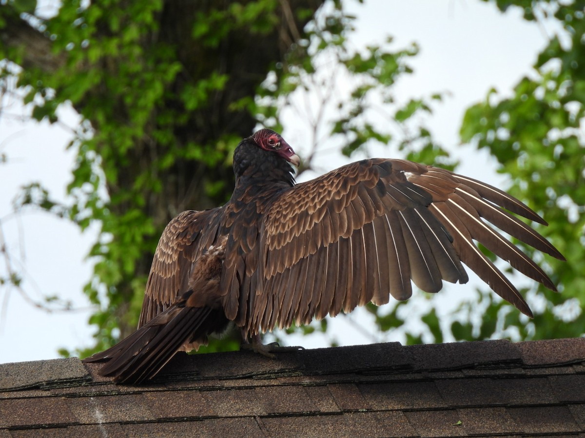 kondor krocanovitý - ML635946994