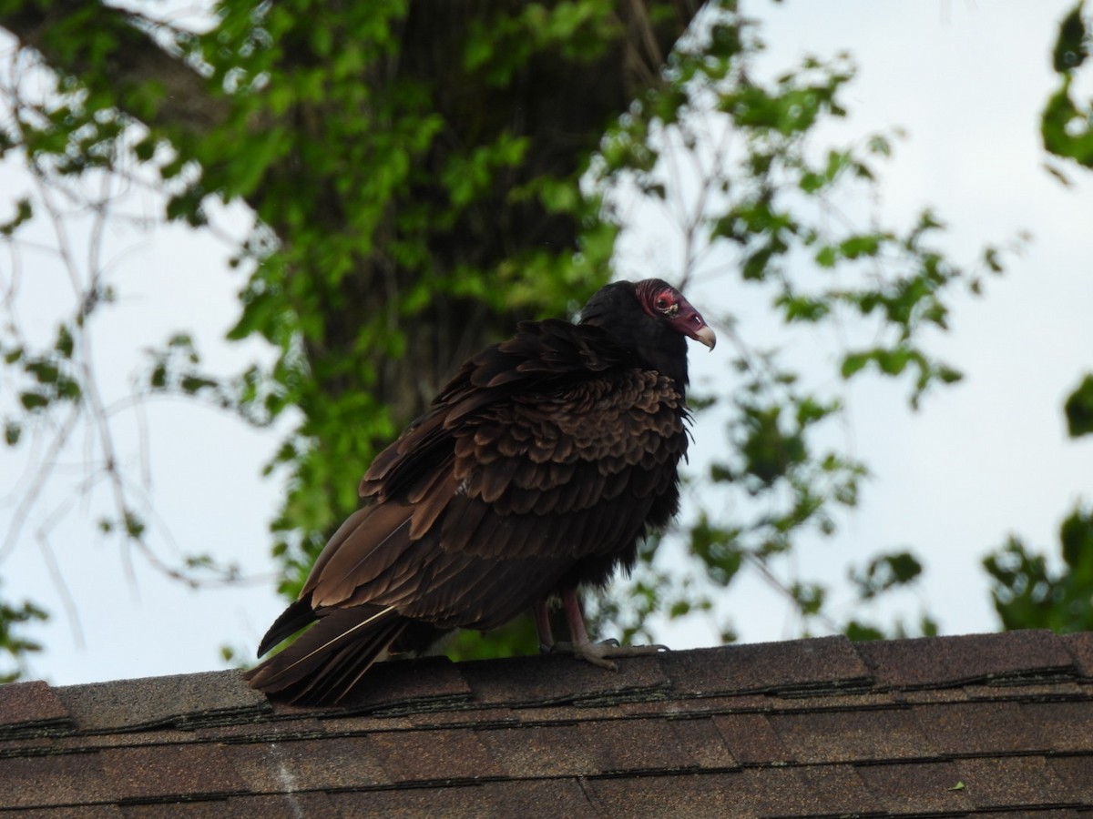 kondor krocanovitý - ML635946995