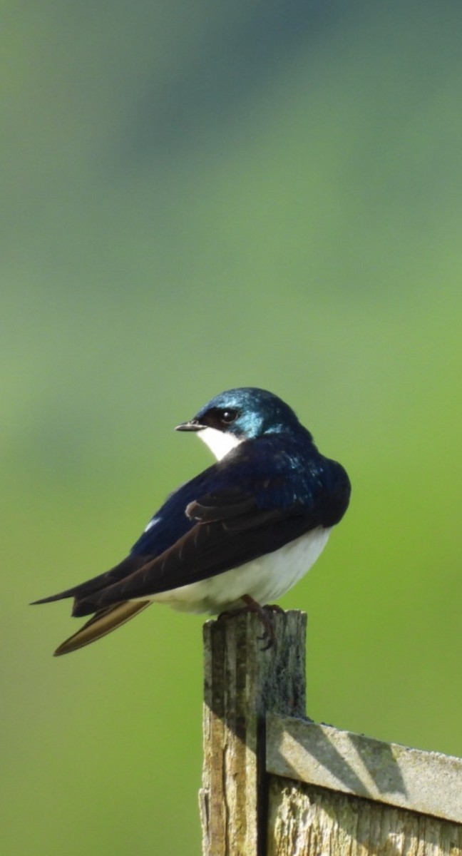 vlaštovka stromová - ML635947021