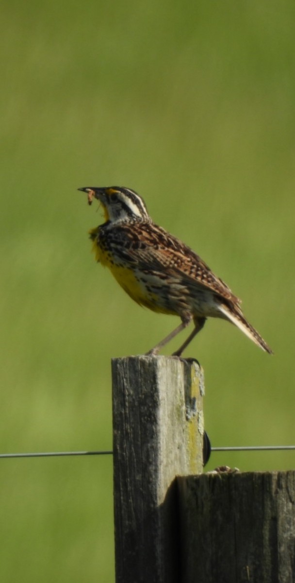 Eastern Meadowlark - ML635947035