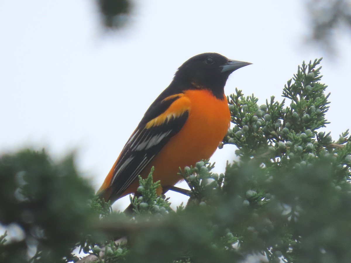 Baltimore Oriole - ML635947129