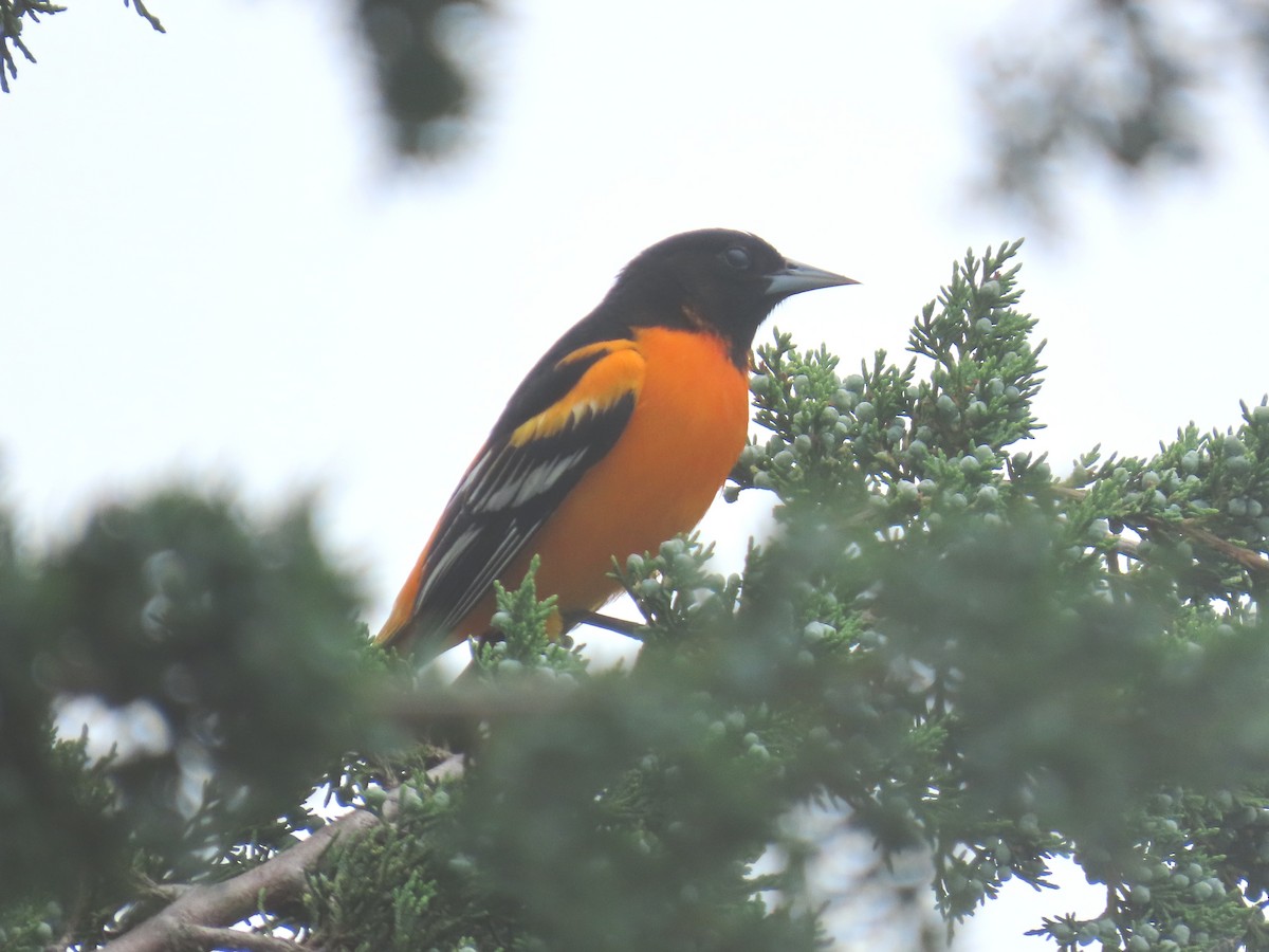 Baltimore Oriole - ML635947130