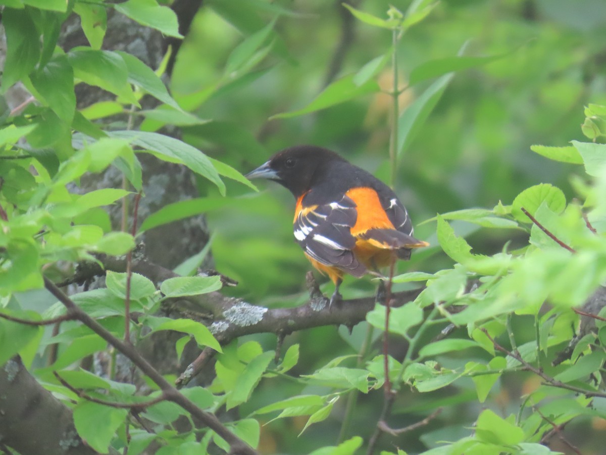 Baltimore Oriole - ML635947131