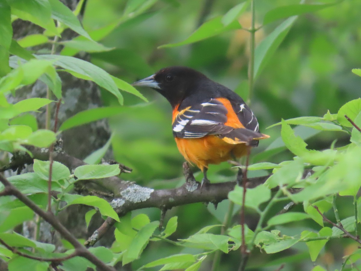 Baltimore Oriole - ML635947132