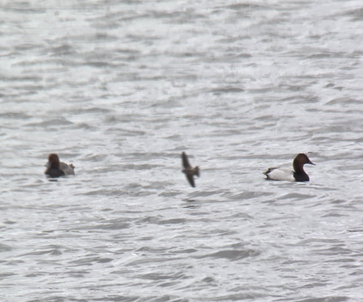 Canvasback - ML635947158